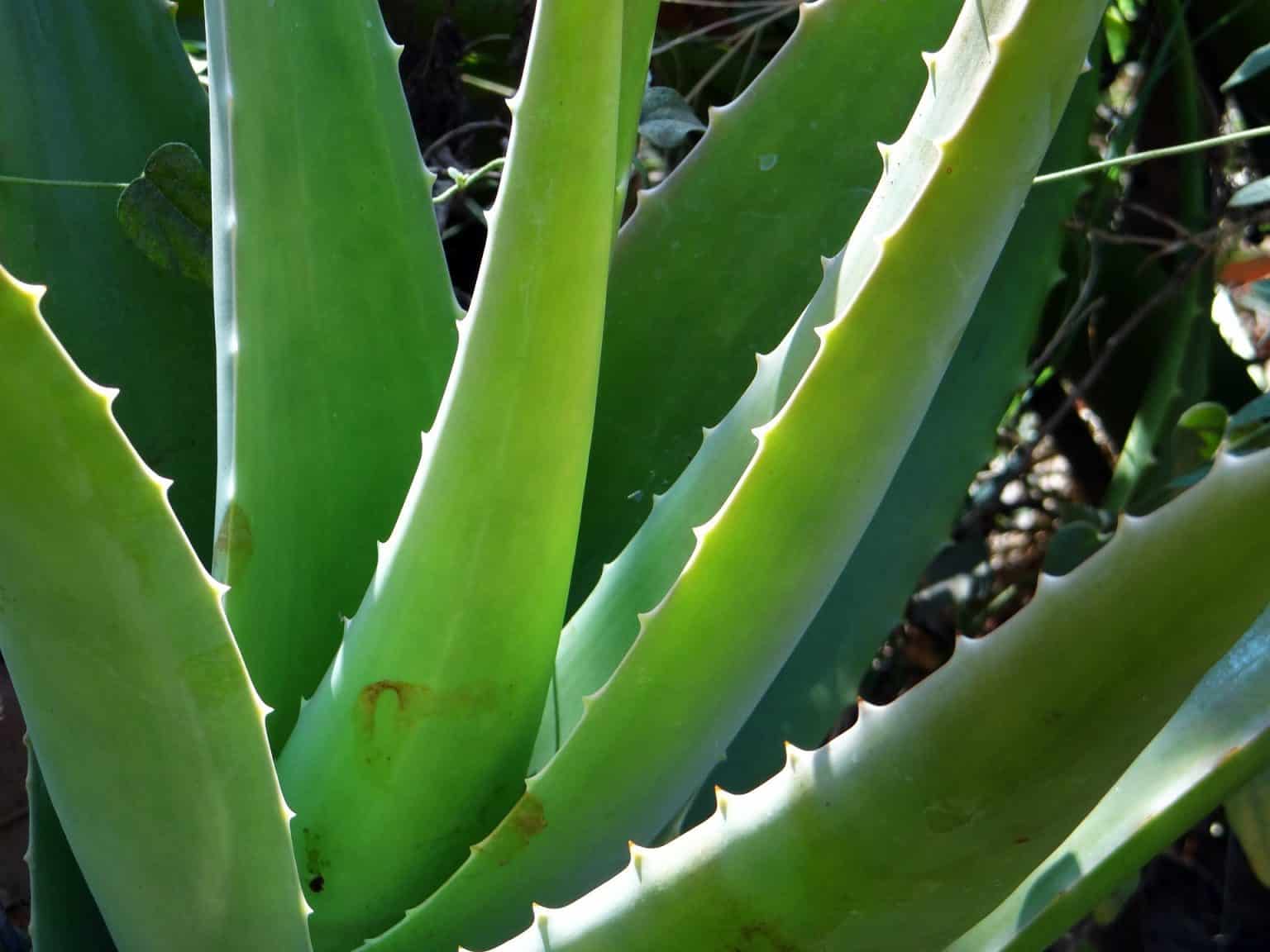 Aloe vera la plante aux mille vertus